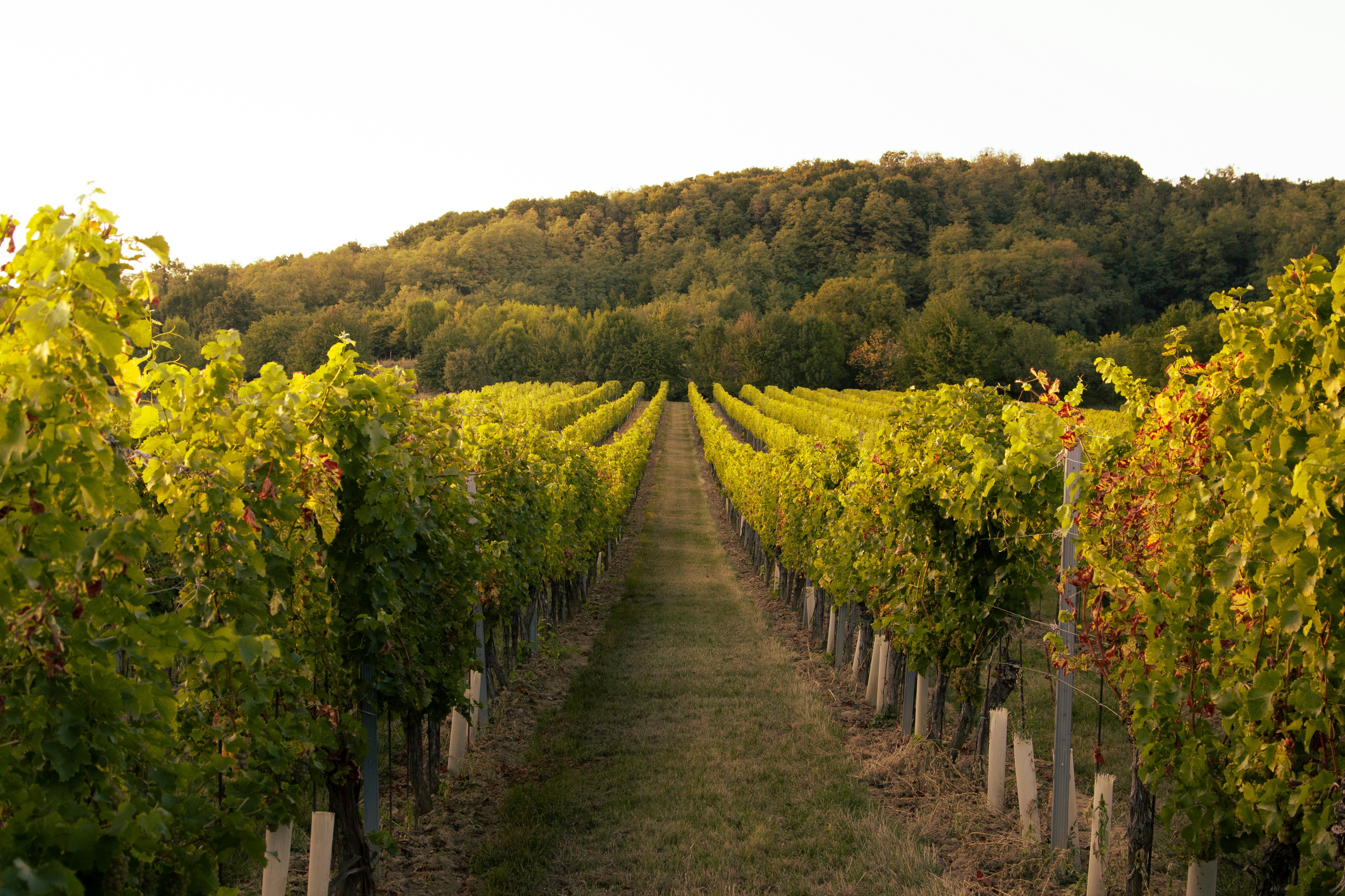Winelands